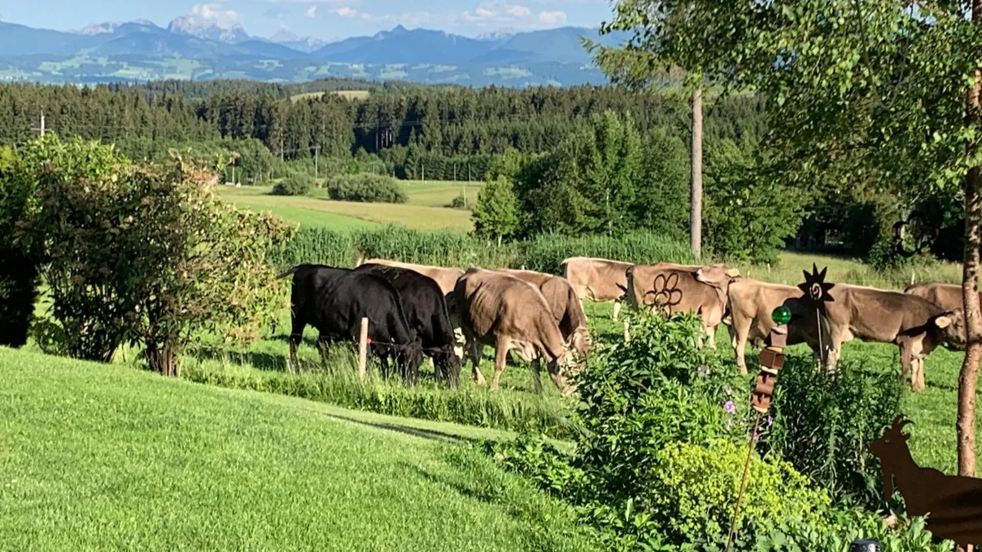 Kuh Heimat - Bergblick - Terrasse Apartment Buchenberg